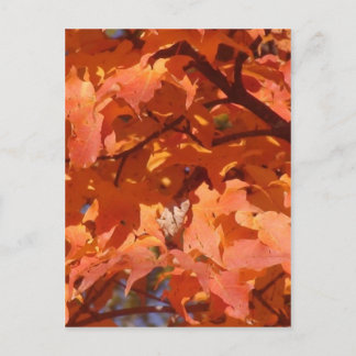 Autumn Leaves Briefkaart