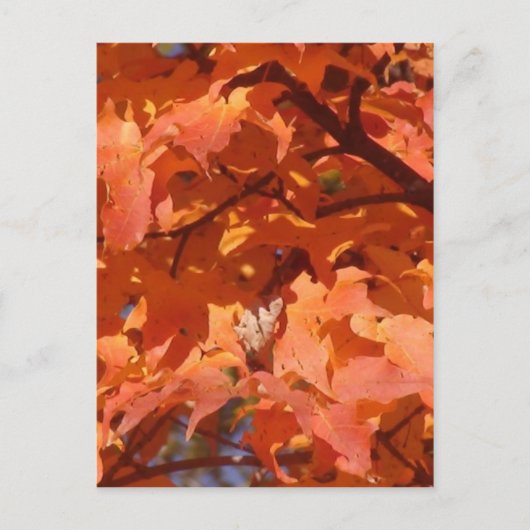Autumn Leaves Briefkaart (Voorkant)