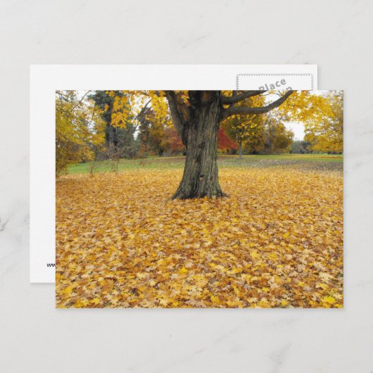 Autumn Leaves Briefkaart (Voorkant / Achterkant)