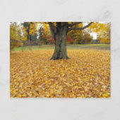 Autumn Leaves Briefkaart (Voorkant)