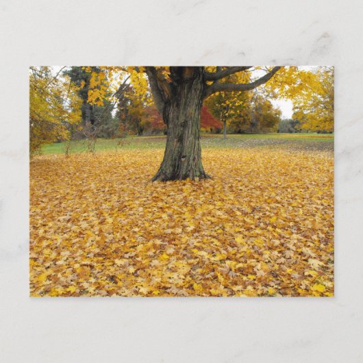 Autumn Leaves Briefkaart (Voorkant)