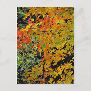 Autumn Leaves Briefkaart