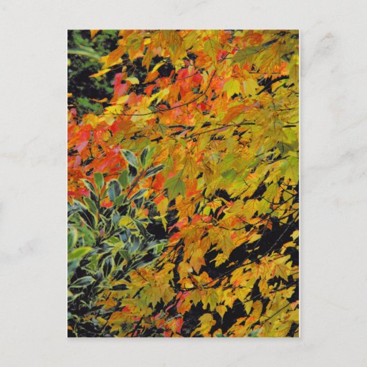 Autumn Leaves Briefkaart (Voorkant)