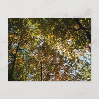 Autumn Leaves Briefkaart