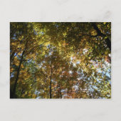 Autumn Leaves Briefkaart (Voorkant)