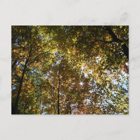 Autumn Leaves Briefkaart (Voorkant)