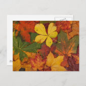 Autumn Leaves Briefkaart (Voorkant / Achterkant)