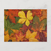 Autumn Leaves Briefkaart (Voorkant)