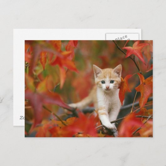 Autumn Leaves Briefkaart (Voorkant / Achterkant)