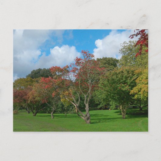 Autumn Leaves Briefkaart (Voorkant)