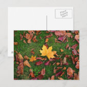 Autumn Leaves Briefkaart (Voorkant / Achterkant)