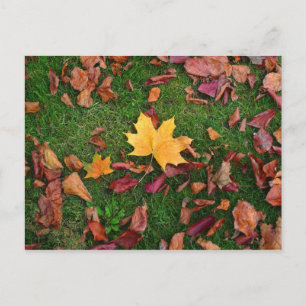 Autumn Leaves Briefkaart