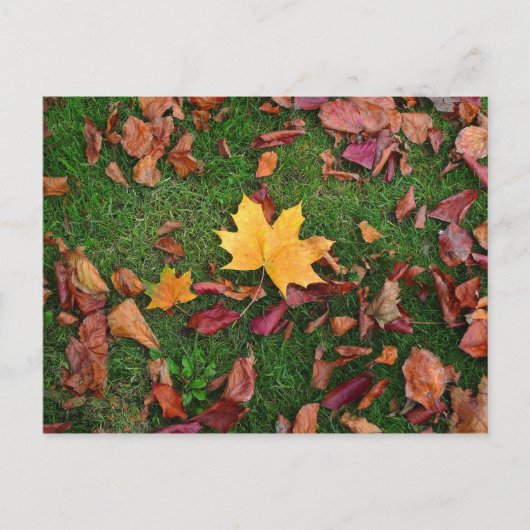 Autumn Leaves Briefkaart (Voorkant)