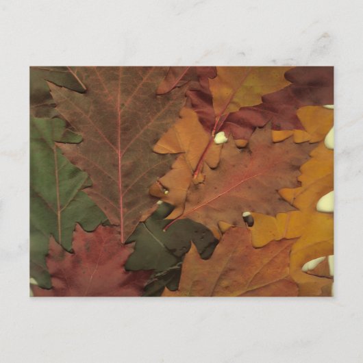 Autumn Leaves Briefkaart (Voorkant)