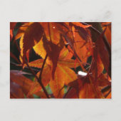 Autumn Leaves Briefkaart (Voorkant)