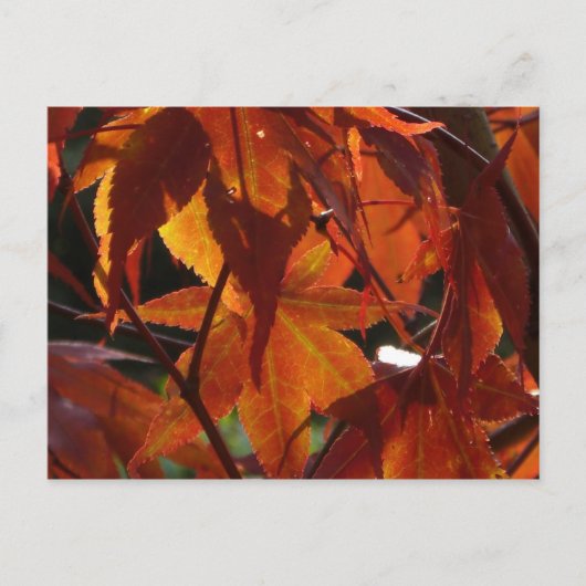 Autumn Leaves Briefkaart (Voorkant)