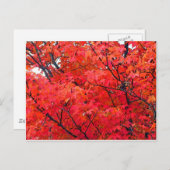 Autumn Leaves Briefkaart (Voorkant / Achterkant)