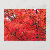 Autumn Leaves Briefkaart (Voorkant)