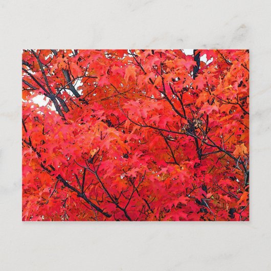 Autumn Leaves Briefkaart (Voorkant)