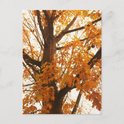 Autumn Leaves Briefkaart (Voorkant)