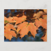 Autumn Leaves Briefkaart (Voorkant)