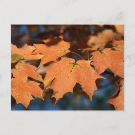 Autumn Leaves Briefkaart