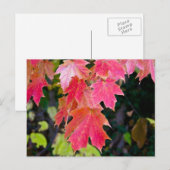 Autumn Leaves Briefkaart (Voorkant / Achterkant)