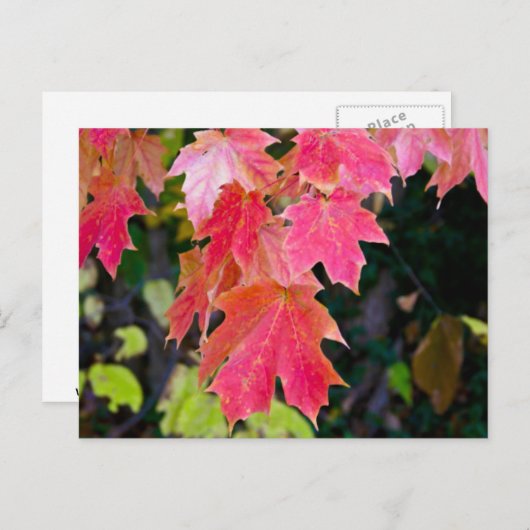 Autumn Leaves Briefkaart (Voorkant / Achterkant)