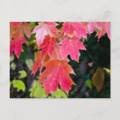 Autumn Leaves Briefkaart (Voorkant)