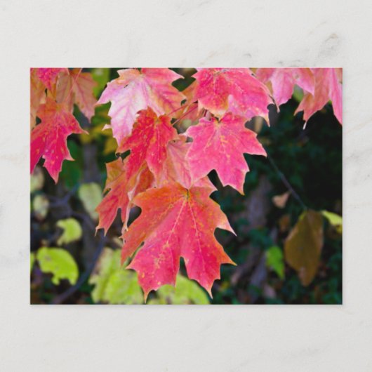 Autumn Leaves Briefkaart (Voorkant)