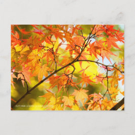 Autumn Leaves [Briefkaart] Briefkaart