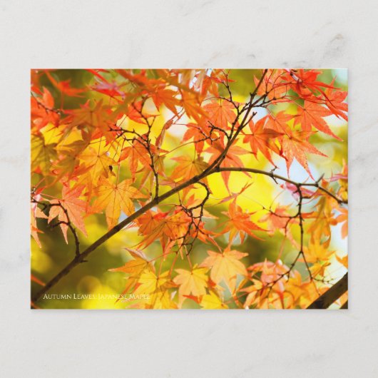 Autumn Leaves [Briefkaart] Briefkaart (Voorkant)