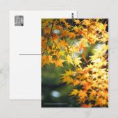 Autumn Leaves [Briefkaart] Briefkaart (Voorkant / Achterkant)
