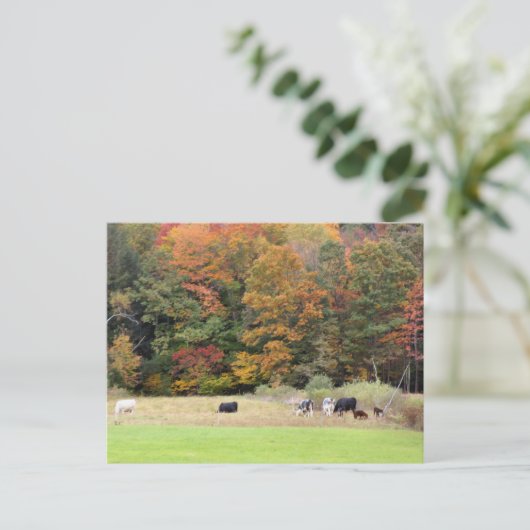 Autumn Leaves Cows Pasture Photography  Briefkaart (Staand voorkant)