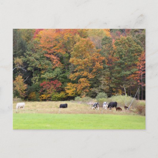 Autumn Leaves Cows Pasture Photography  Briefkaart (Voorkant)