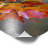 Autumn Leaves Foto Afdruk (Hoek)