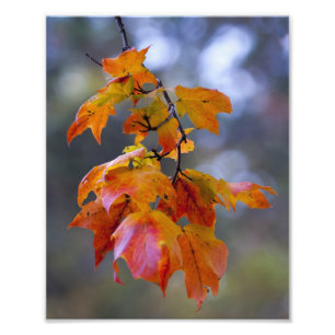 Autumn Leaves Foto Afdruk