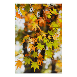 Autumn Leaves [Glossy Poster] Perfect Poster