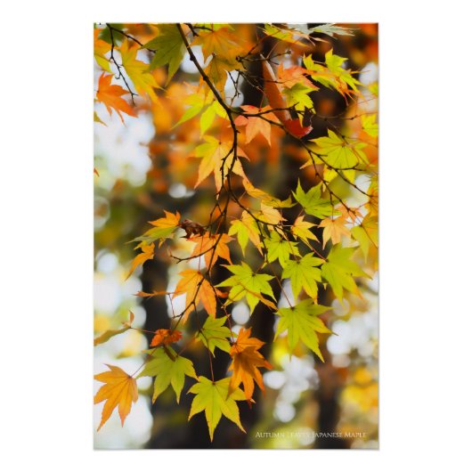 Autumn Leaves [Glossy Poster] Perfect Poster (Voorkant)