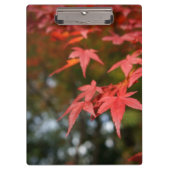 Autumn Leaves Klembord (Voorkant)