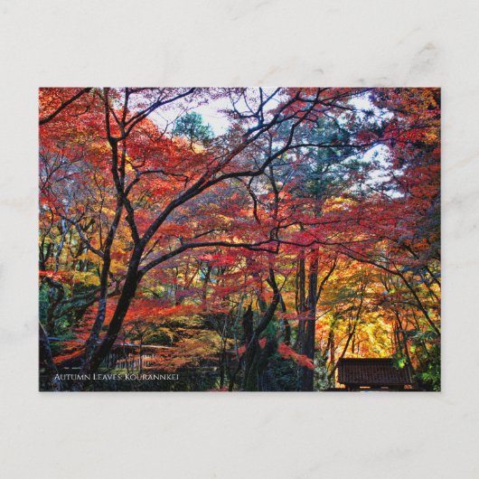 Autumn Leaves: Kourannkei [Postcard] Briefkaart (Voorkant)