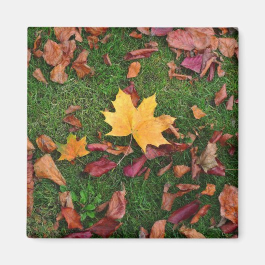 Autumn Leaves Magneet (Voorkant)