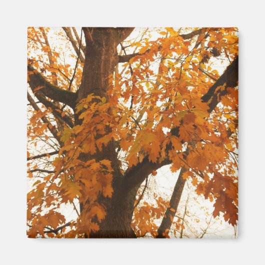 Autumn Leaves Magneet (Voorkant)