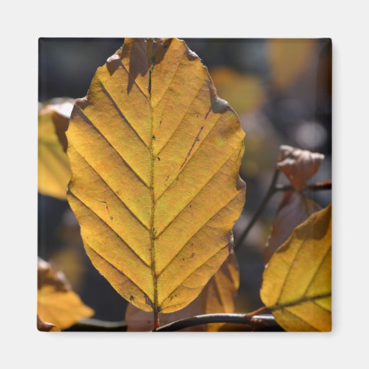 Autumn Leaves Magnet (Voorkant)