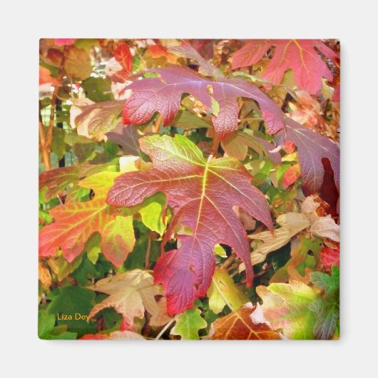 'Autumn Leaves' Magnet (Voorkant)