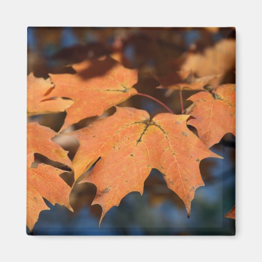 Autumn Leaves Magnet (Voorkant)