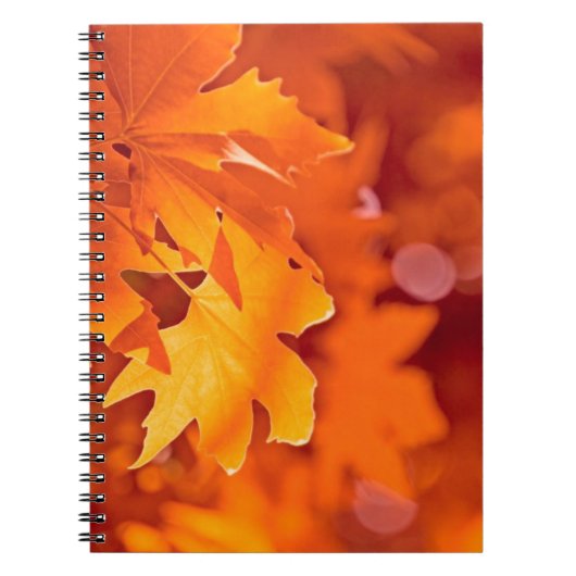 Autumn Leaves Notitieboek (Voorkant)