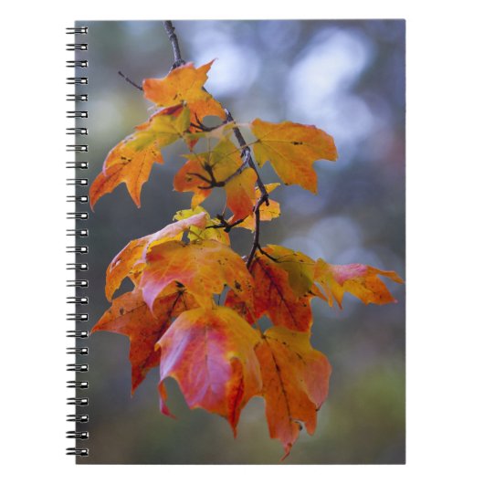 Autumn Leaves Notitieboek (Voorkant)
