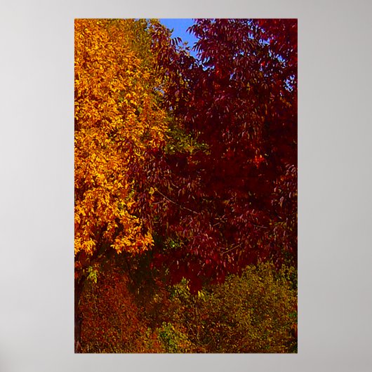 Autumn Leaves of Yellow and Paars, ZSSPG Poster (Voorkant)