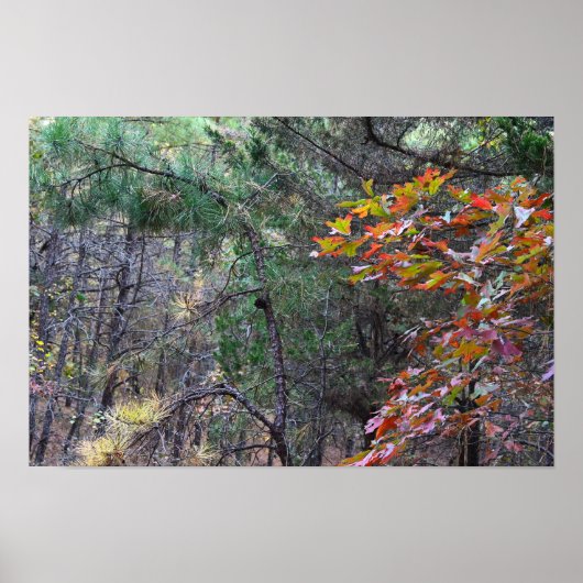 Autumn Leaves Photo Poster (Voorkant)